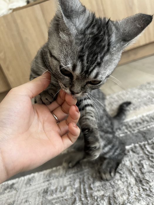 Кот, отдам в доброын руки