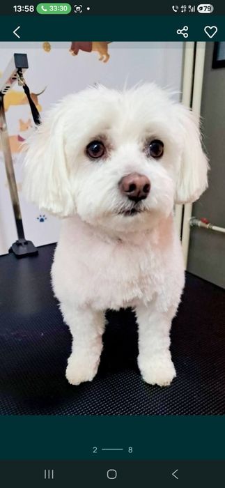 Frizerie Coafura Canina