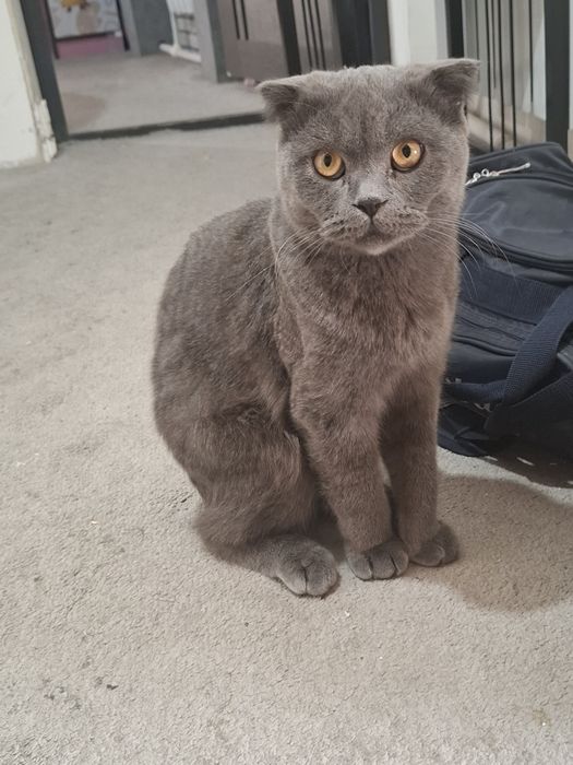 Skotish fold mushuk sotiladi