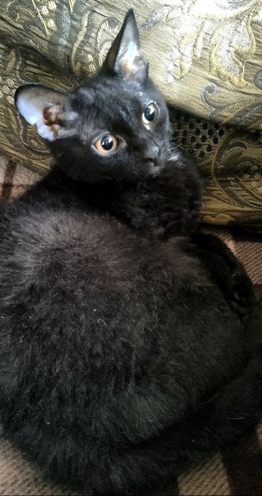 Продам котят в добрые руки