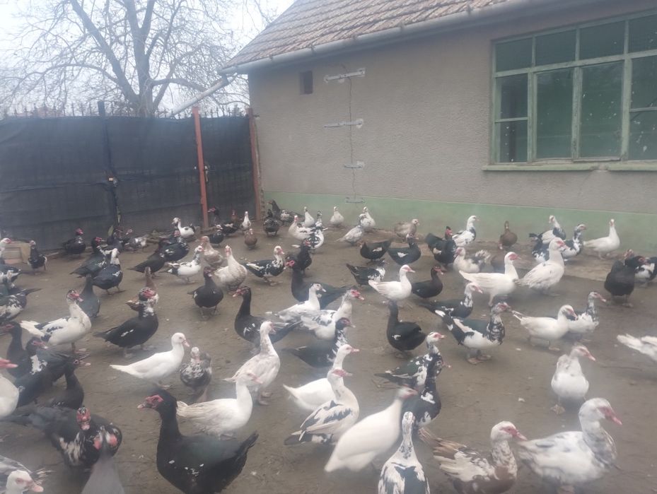 Vând/ schimb rațe și  rățoi