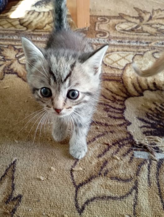 Котята бесплатно