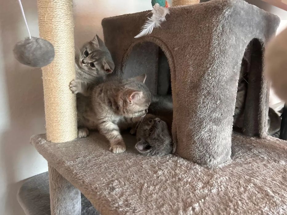 Британские котята