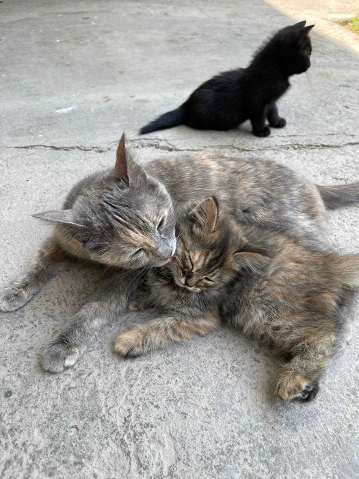 Отдам котят даром