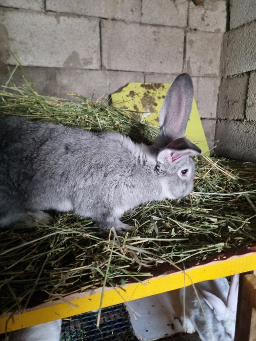 Продам кролов- подростков