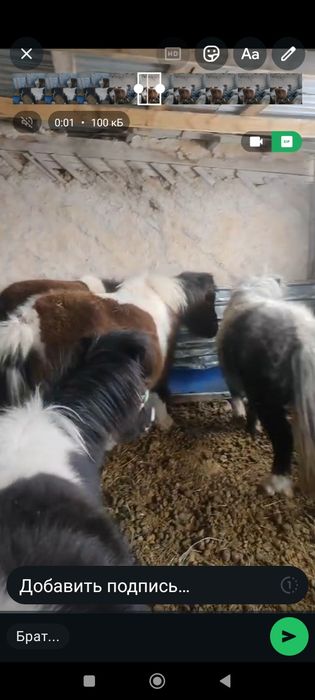 Продам пони и жеребца