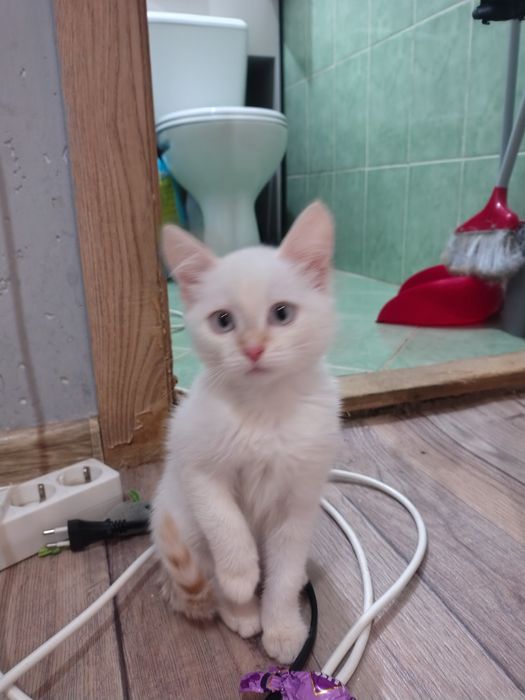 Котёнок в добрые руки
