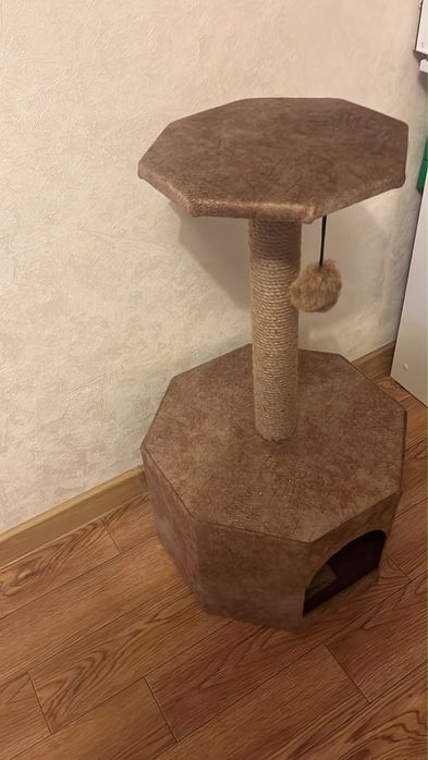 Шотландская вислоухая кошка