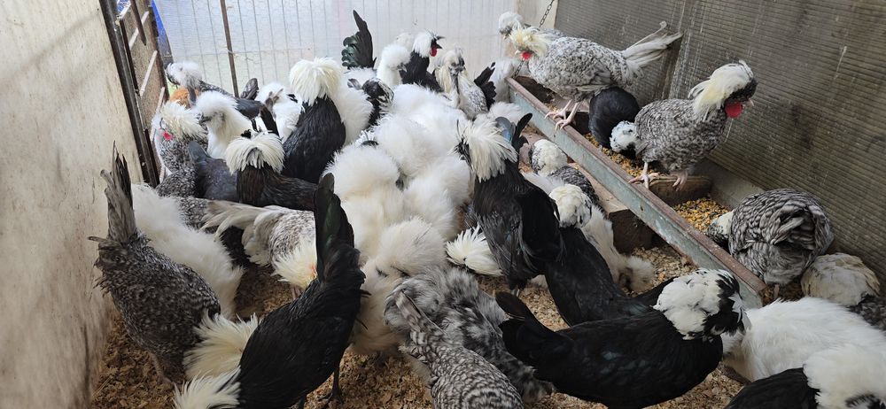 Motata olandeza și matase japoneză