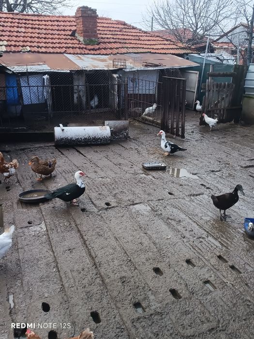 Глухонеми  патици