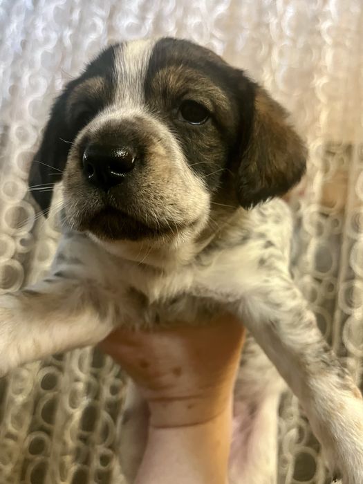 Щеночки в хорошие руки