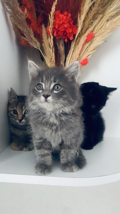 Отдам милых игривых котят