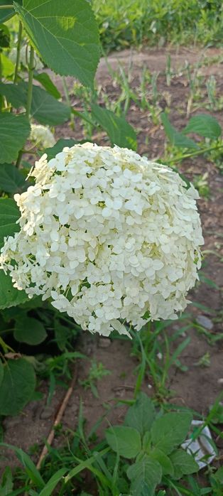 Цветы Гортензия Аннабель