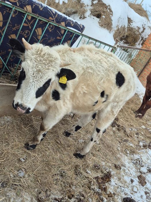 Продам быков 2 шт