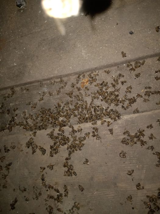 Продам мёд,рамки с медом