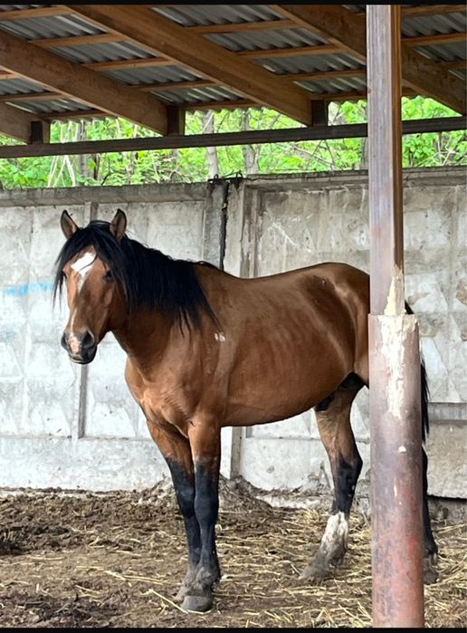 Айғырлар жеребцч