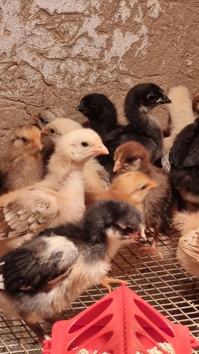 Хонаки жужалар! ДОМАШНЫЕ ЦЫПЛЯТА