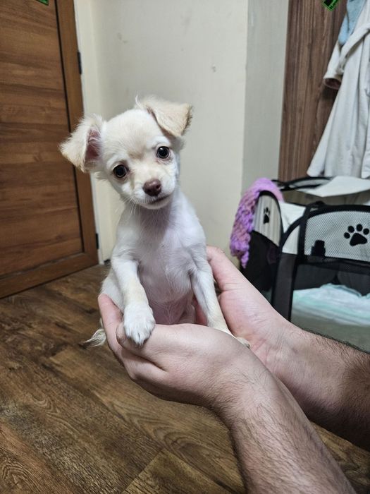 Кученца чихуахуа