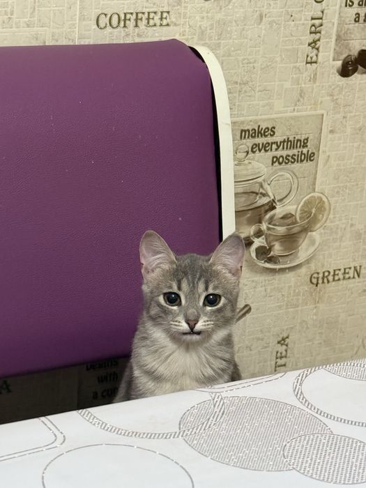 Отдам котёнка, девочку