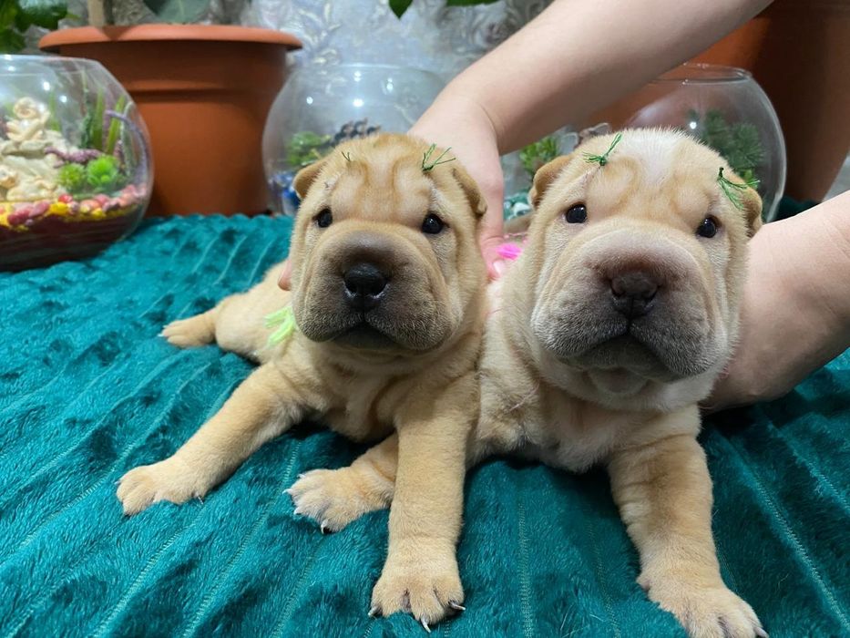 Очаровашки щенки шарпея.