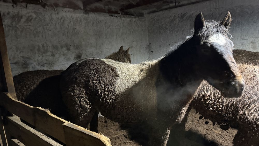 Тай откорм жылқы конина