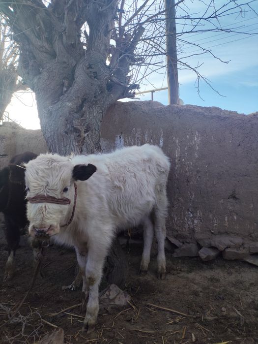 Еркекк бұзауларр