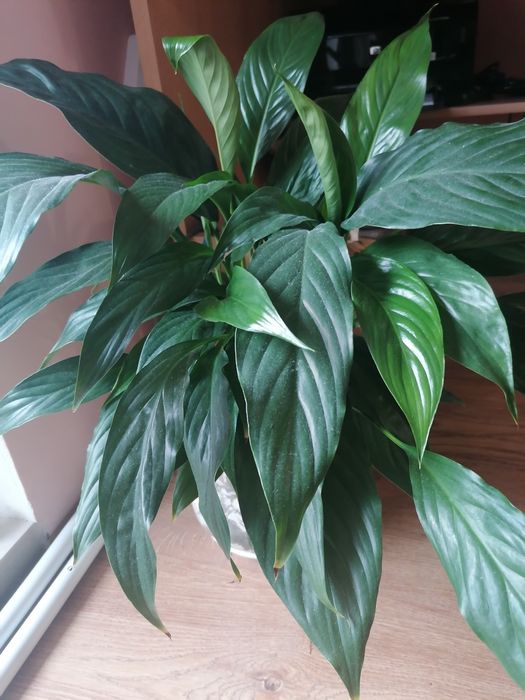 Стайни, саксийни цветя