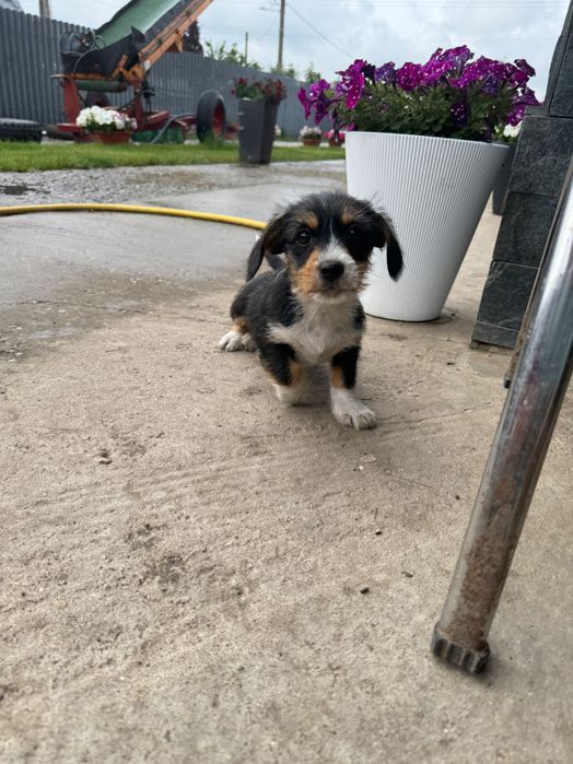 Donez cățeluși metis Teckel + Bichon