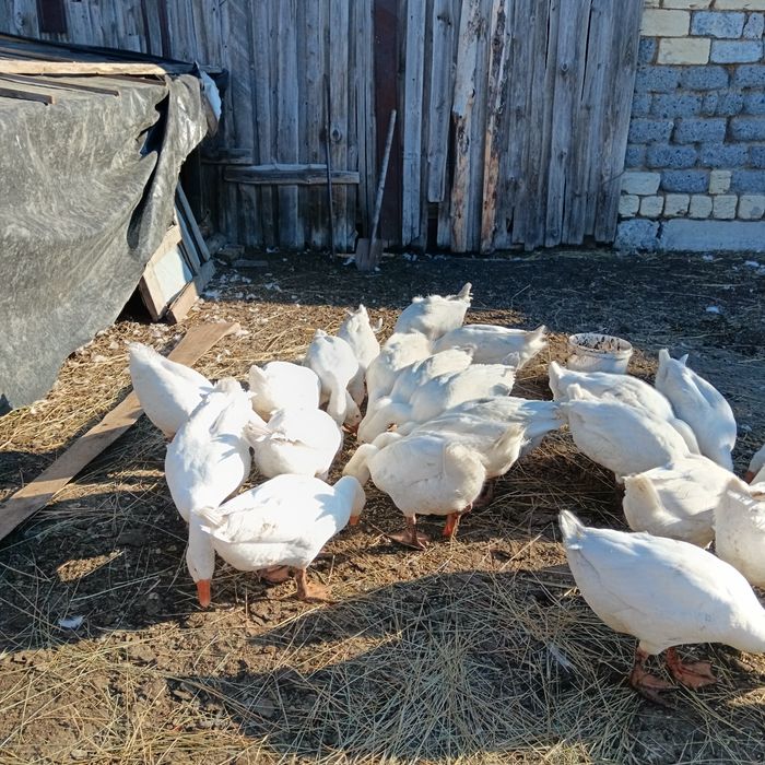 Продам гусей. Порода Линда