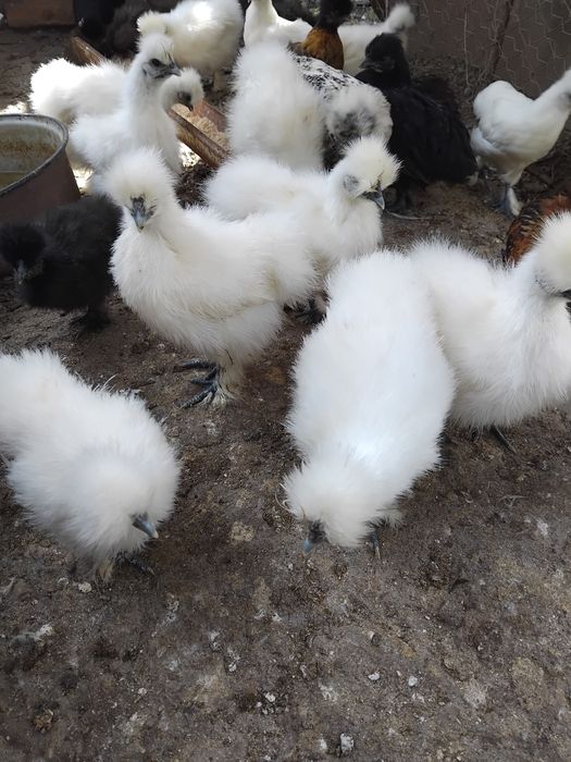 Pui de mătase japoneză