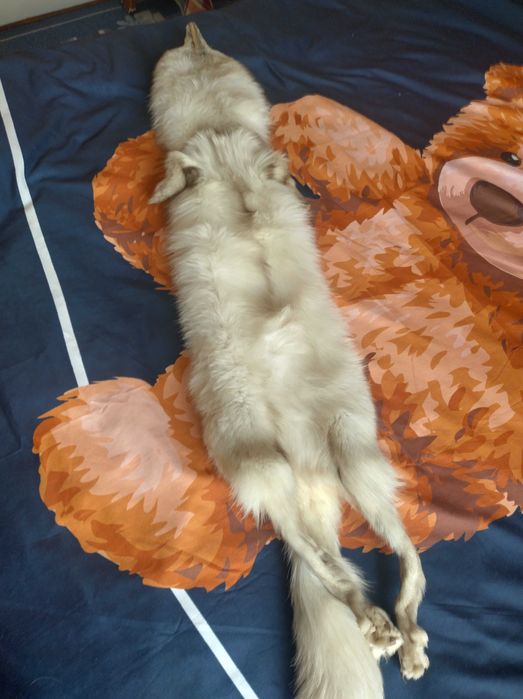 Шал от бяла лисица