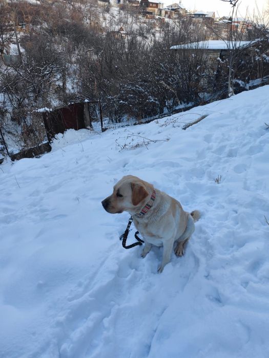 Лабрадор девочка 2 года в добрые руки