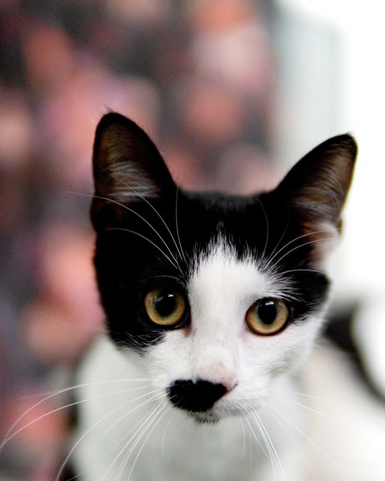 Кротката Кити на 8 месеца търси дом, кастрирана