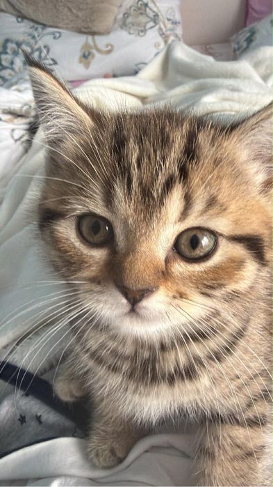 British shorthair tabby fetita