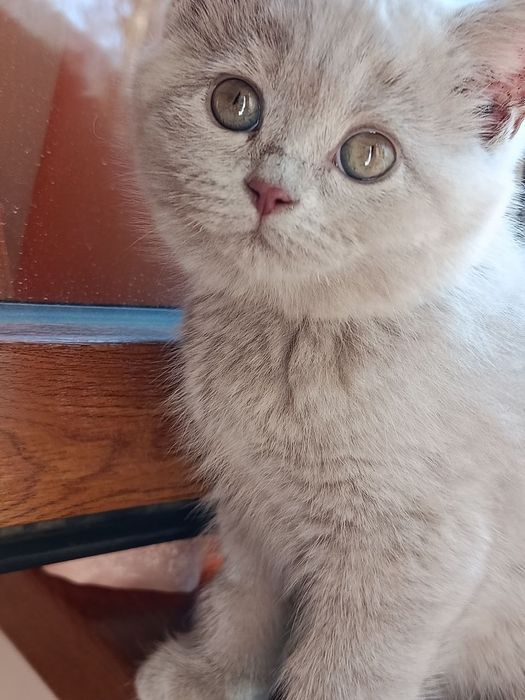 Котята скотиш страйт