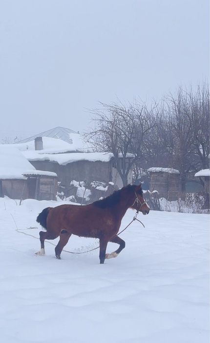 Продам жеребца 2 года