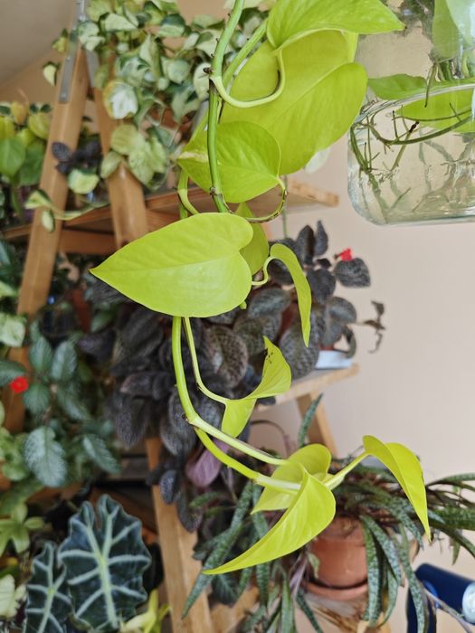 Растения- стайни