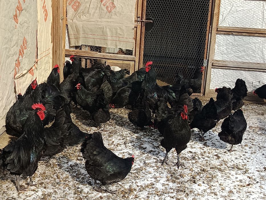 australorp negru