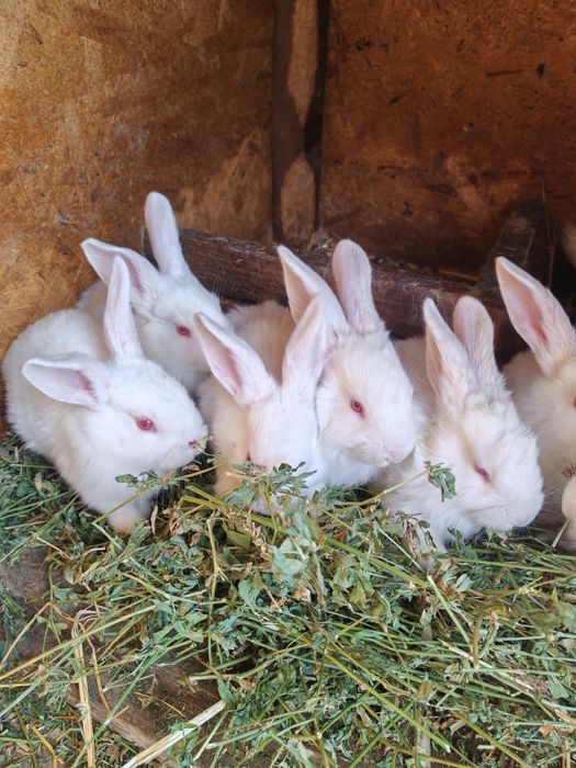 Cadou de Paște alb sau gri