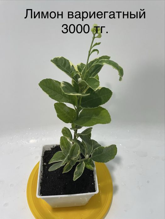 Комнатные растения