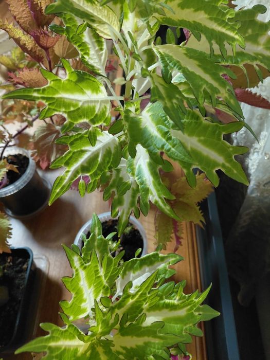 Продам  коллеусы.