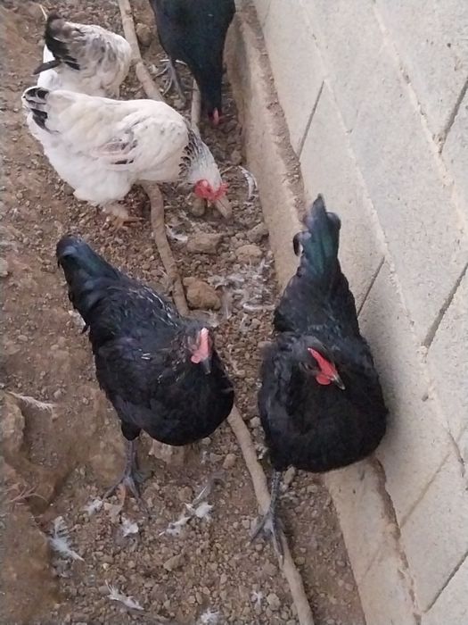 Cocoși italieni de vanzare