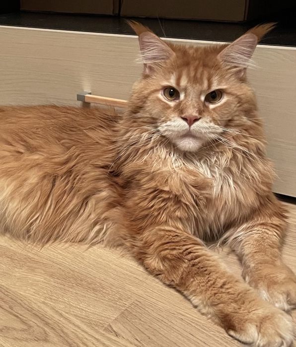 Мейн кун котята классик