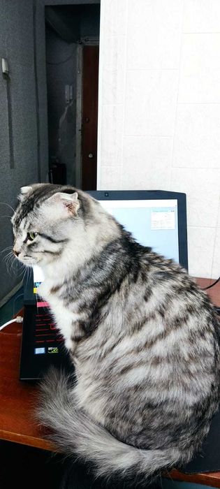 Отдам кота в добрые руки