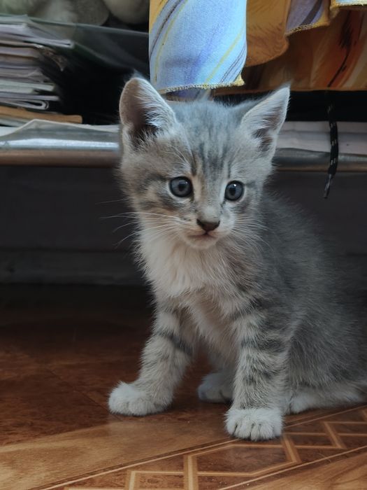Отдам котят,в добрые руки