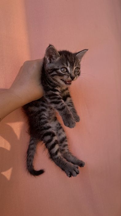 Отдам котенка в добрые руки