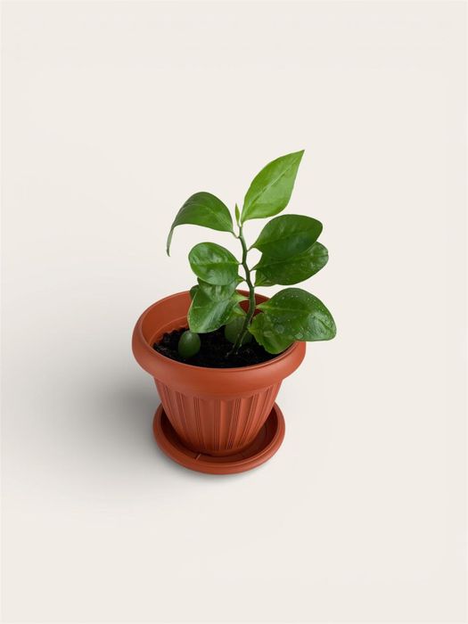 Продается домашние цветы