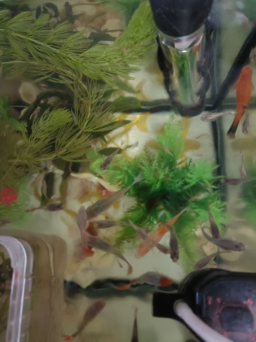 Продам аквариумных рыб гуппи