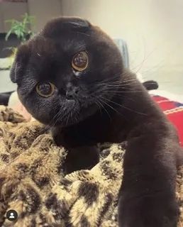 Отдам кошку в добрые руки