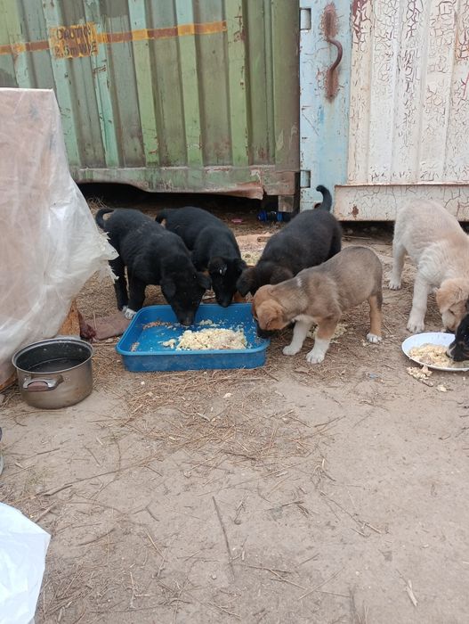 Щенки отдам в добрые руки